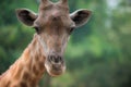 Giraffe looks directly into the camera