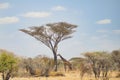 A giraffe looks for food under an acacia tree in Tarangire National Park in Tanzania, Africa