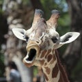A Giraffe Looks Like It's Singing Royalty Free Stock Photo