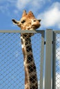 Giraffe looks on people through wire netting fence in zoo