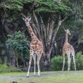 Giraffe looks quizzically at the camera in the San Francisco Zoo