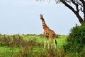 The giraffe in savanna. Uganda, Africa Royalty Free Stock Photo