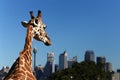 Giraffe looks to the city