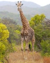 A giraffe walks towards the camera in a wilderness reserve in South Africa Royalty Free Stock Photo