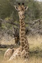 Giraffe lying down