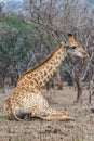 Giraffe lying in kruger park Royalty Free Stock Photo