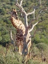 Giraffe in the Madikwe Game Reserve, South Africa.