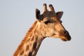 Giraffe, Madikwe Game Reserve