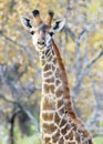 Giraffe majestic