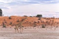 Giraffe in the Kgalagadi Transfrontier Park in South Africa Royalty Free Stock Photo