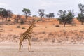 Giraffe in the Kgalagadi Transfrontier Park in South Africa Royalty Free Stock Photo