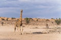 Giraffe in the Kgalagadi Transfrontier Park in South Africa Royalty Free Stock Photo