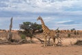 Giraffe in the Kgalagadi Transfrontier Park in South Africa Royalty Free Stock Photo