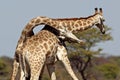 Giraffe males fighting