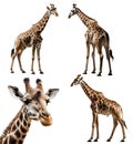 Giraffe, many angles and view portrait side back head shot isolated on transparent background cutout, PNG file inclusive