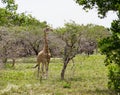 Giraffe in Africa