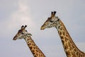 Giraffe in Masai Mara Royalty Free Stock Photo