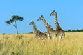 Giraffe Masai Mara Royalty Free Stock Photo