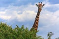 Giraffe at the masai mara national park Royalty Free Stock Photo