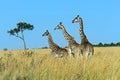 Giraffe Masai Mara Royalty Free Stock Photo
