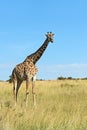 Giraffe Masai Mara Royalty Free Stock Photo