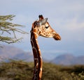 Giraffe in masai mara reserve Royalty Free Stock Photo