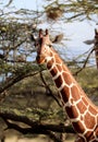 Giraffe in masai mara reserve Royalty Free Stock Photo