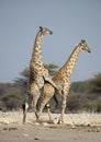 Giraffe mating Royalty Free Stock Photo