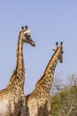 Giraffe mating in kruger park Royalty Free Stock Photo