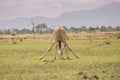 Giraffe at Mikumi National Park in Tanzania. Royalty Free Stock Photo