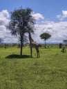 Giraffe eating leaves from a tree Royalty Free Stock Photo