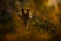 Giraffe and morning sunrise. Green vegetation with big animals. Wildlife scene from nature. Orange light in the forest, Kruger Nat Royalty Free Stock Photo