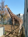 Giraffe at the Moscow Zoo. Tall healthy animal with spotty hair. A giraffe stands and looks at the visitors. Order artiodactyls,