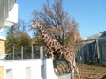 Giraffe at the Moscow Zoo. Tall healthy animal with spotty hair. A giraffe stands and looks at the visitors. Order artiodactyls,