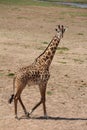 Giraffe ,most beautfully creature which attracts most tourist at ruaha national park Royalty Free Stock Photo