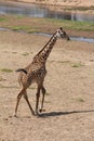 Giraffe ,most beautfully creature which attracts most tourist at ruaha national park Royalty Free Stock Photo