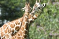 Giraffe mother and baby, giraffe mother looking to cute calf