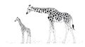 Adorable Giraffe Calf With Parent, Stylized Drawing Royalty Free Stock Photo