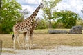 Giraffe Mother and Her Calf