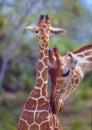 Giraffe mother love. Royalty Free Stock Photo