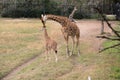 A Giraffe mother and offspring Royalty Free Stock Photo