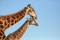 Giraffe mother and offspring in South Africa Royalty Free Stock Photo