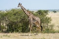 Giraffe in the Serengeti National Park on the lookout for food. Royalty Free Stock Photo