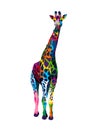 Giraffe from multicolored paints. Splash of watercolor, colored drawing, realistic