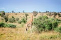 Giraffe in the Murchison Falls National Park in Uganda, Africa Royalty Free Stock Photo