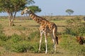 Giraffe at Murchison Falls Uganda Royalty Free Stock Photo