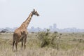 Giraffe with Nairobi in background