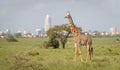 Giraffe in Nairobi city the capital of Kenya