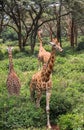 Giraffe In Nairobi Kenya