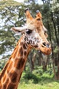 Giraffe In Nairobi Kenya